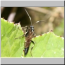 Stenichneumon militarius - Schlupfwespe w01b 15mm - fdet02.jpg